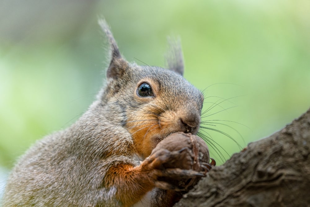 TAMRON 50-400mm F4.5-6.3（型号A067）　焦距：400mm　光圈：F6.3　快门：1/640秒　ISO：640