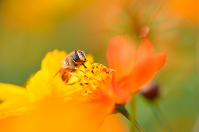 镜头：F017<br>焦距：90mm<br>曝光：F5.6 1/2000秒
