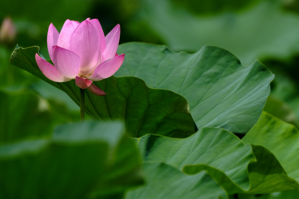 Photo taken by TAMRON Ultra-telephoto Zoom lens